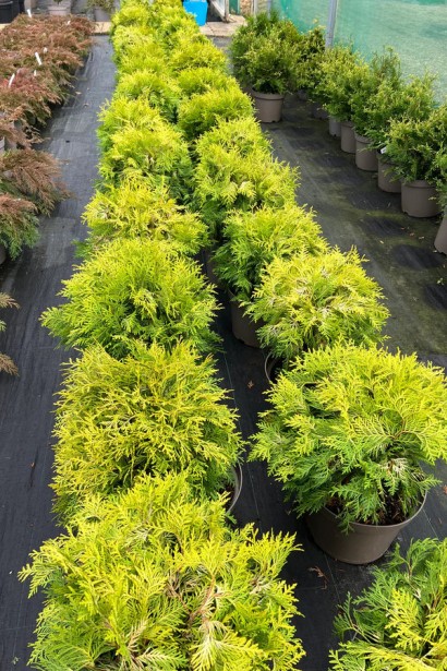 Thuja occidentalis Danica Aurea